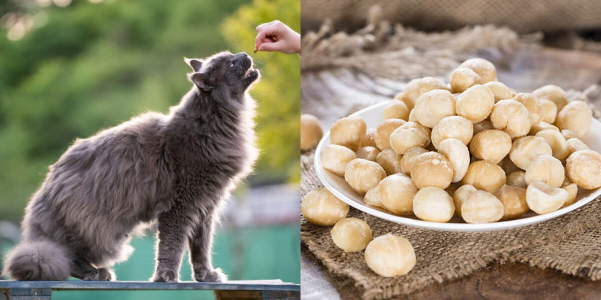 Μπορούν οι γάτες να φάνε ξηρούς καρπούς Macadamia; Κτηνιατρικός οδηγός υγείας και ασφάλειας