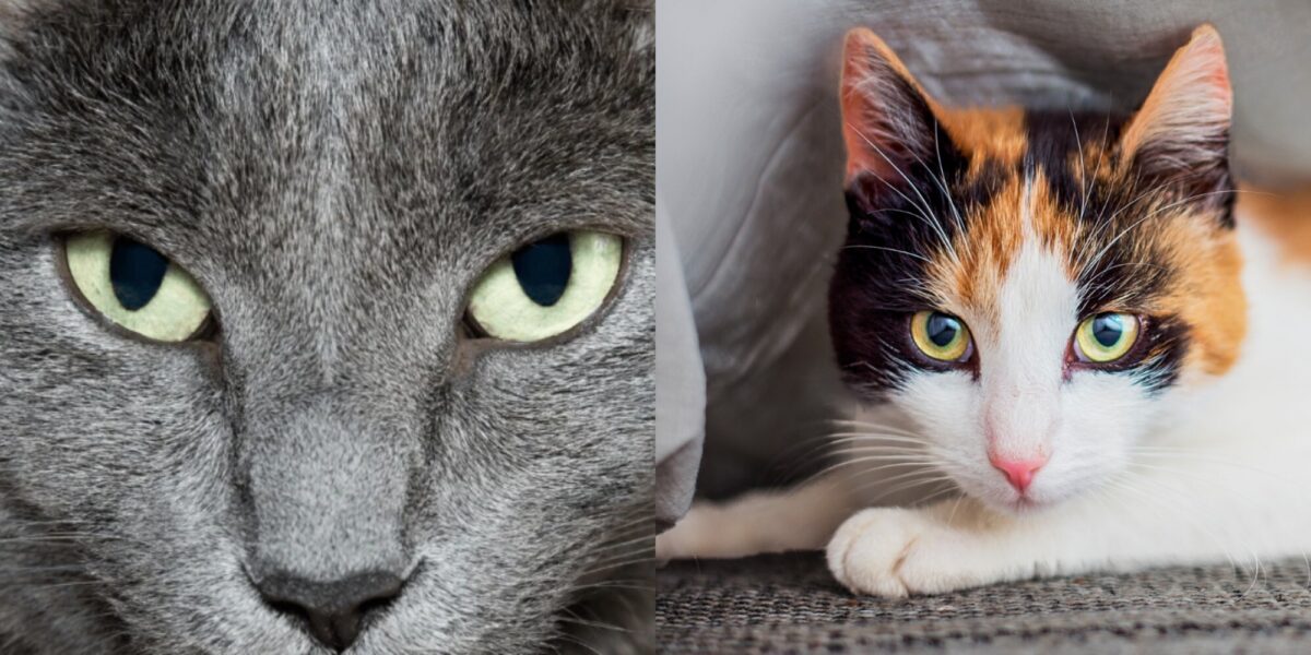 Μάτια γάτας: Γιατί οι γάτες έχουν κάθετες κόρες;- Χρήσιμες πληροφορίες