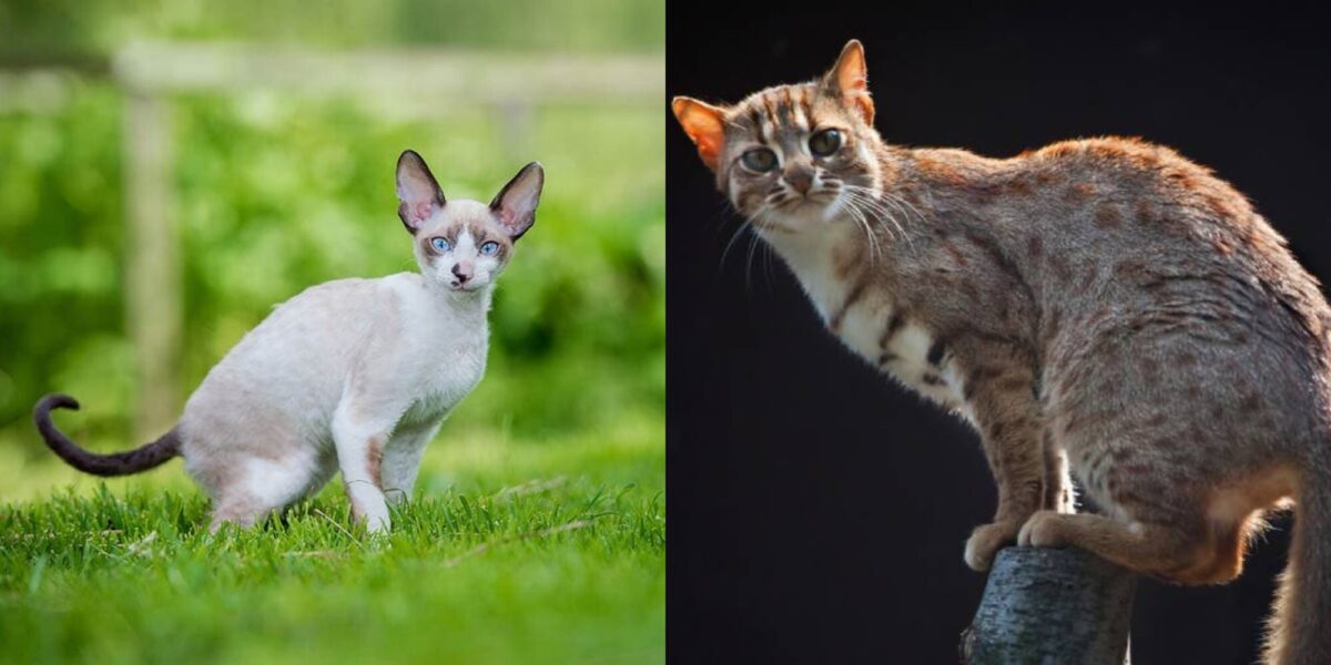 Ποια είναι η μικρότερη γάτα στον κόσμο; Ρεκόρ & μικρότερες φυλές γάτας
