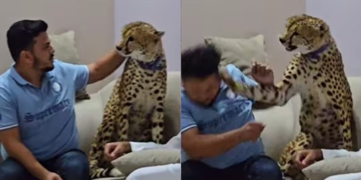 Το χάιδεψε σαν να ήταν γάτα: Άντρας υφίσταται τις συνέπειες από το τσιτάχ-κατοικίδιο σε viral βίντεο