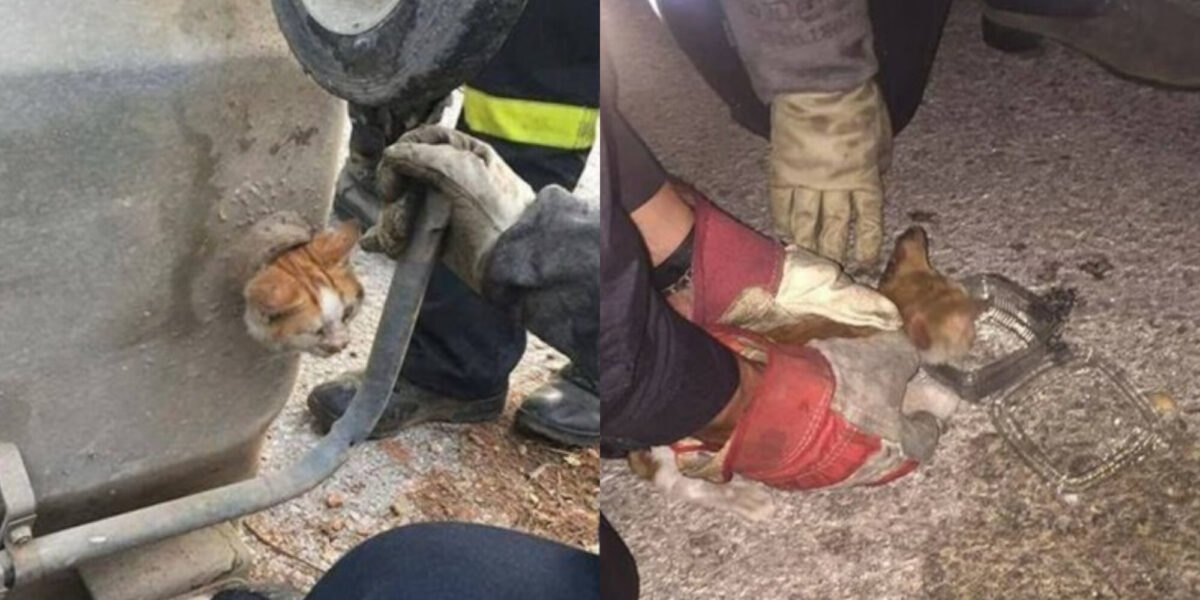 Μπράβο τους: Η συγκινητική διάσωση γάτας που είχε παγιδευτεί σε κάδο από το Animal Action Greece