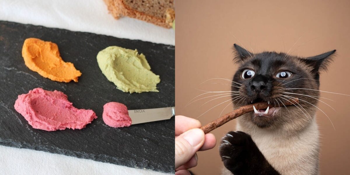 Μπορούν οι γάτες να φάνε χούμους; Διατροφικά στοιχεία & οδηγός ασφάλειας