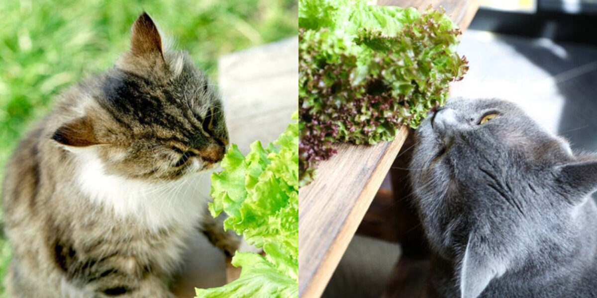 Μπορούν οι γάτες να φάνε σαλάτα; Οδηγός ασφάλειας & Συχνές ερωτήσεις εγκεκριμένες από κτηνίατρο