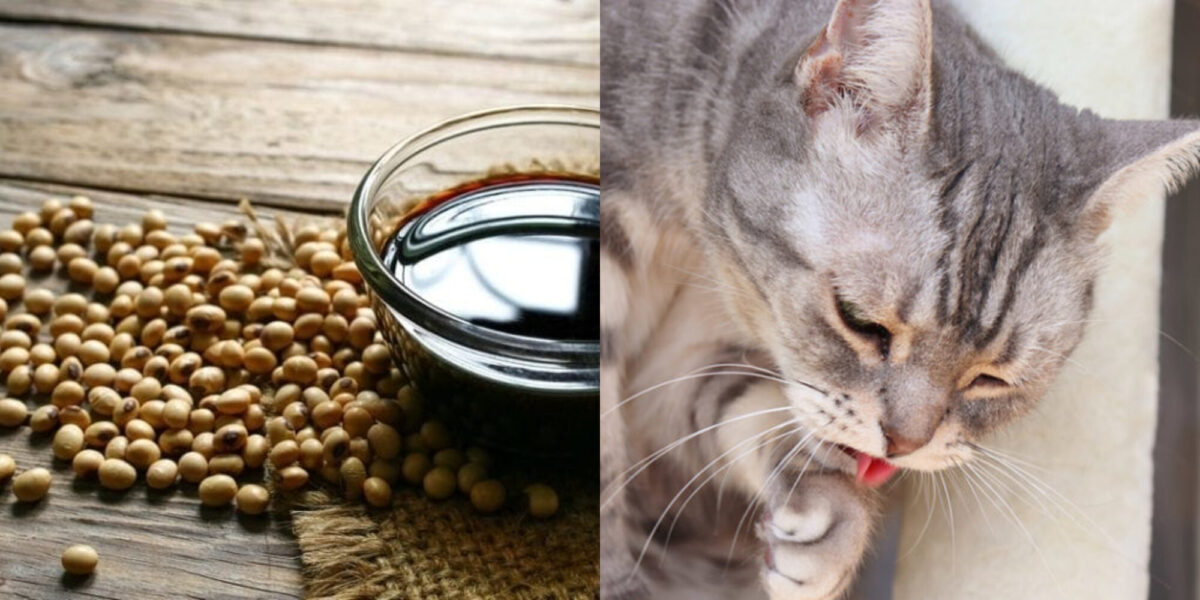 Μπορούν οι γάτες να τρώνε σόγια; Εγκεκριμένα από κτηνίατρο στοιχεία για την υγεία