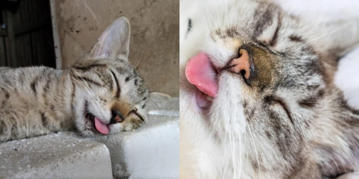 Γιατί οι γάτες βγάζουν τη γλώσσα τους όταν κοιμούνται; Αυτοί είναι οι 3 λόγοι