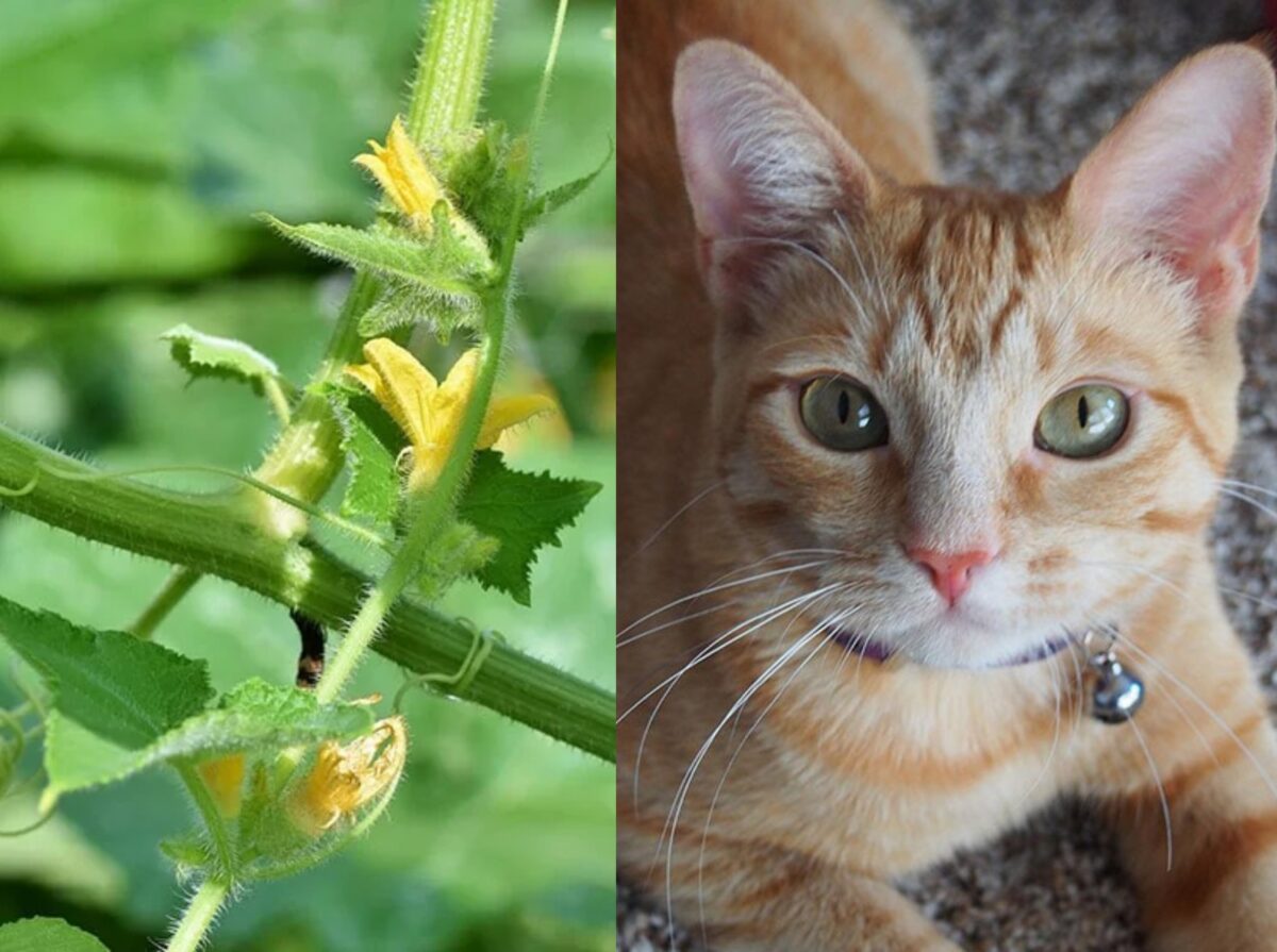 Είναι τα φυτά ντομάτας τοξικά για τις γάτες; Διατηρώντας τη γάτα σας ασφαλή