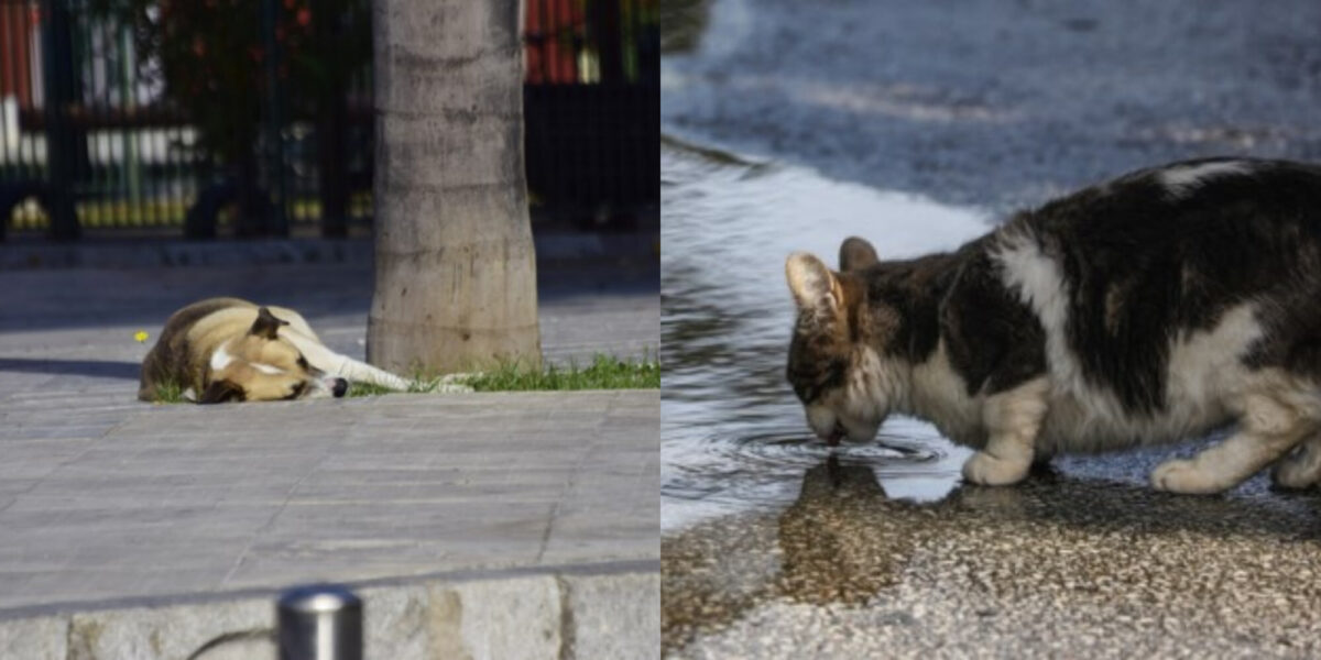 Καύσωνας: Πώς μπορούμε να βοηθήσουμε τα ζώα και κυρίως τα αδέσποτα; -Χρήσιμος οδηγός