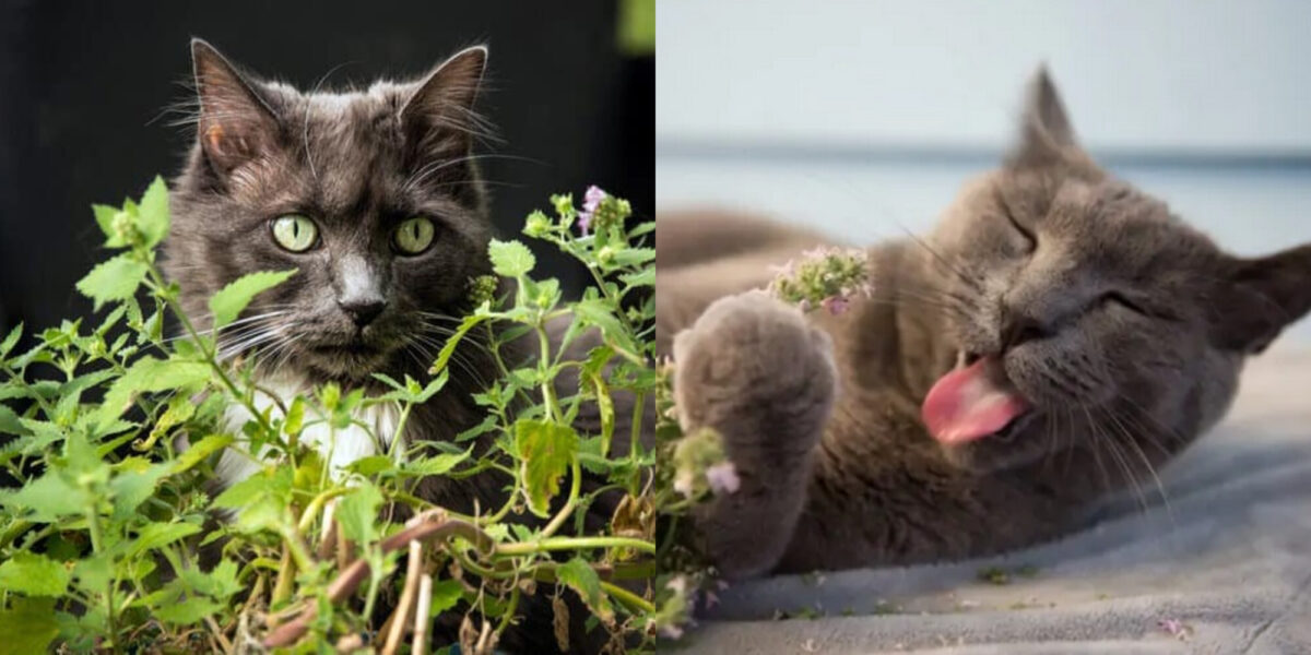 Γιατί το Catnip κάνει τις γάτες να τρελαίνονται; Εγκεκριμένες από κτηνίατρο πληροφορίες & Συχνές ερωτήσεις