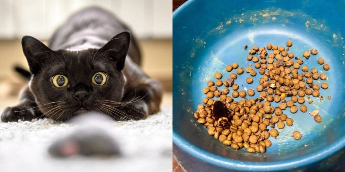 Τρώνε οι γάτες κατσαρίδες; Οδηγός Υγείας & Ασφάλειας που έχει αξιολογηθεί από κτηνίατρο