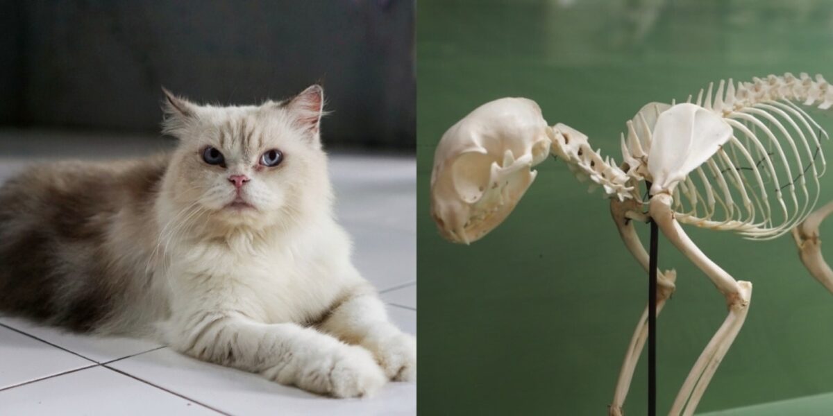 Πόσα οστά έχουν οι γάτες; Η σκελετική ανατομία της γάτας (με εικόνες)