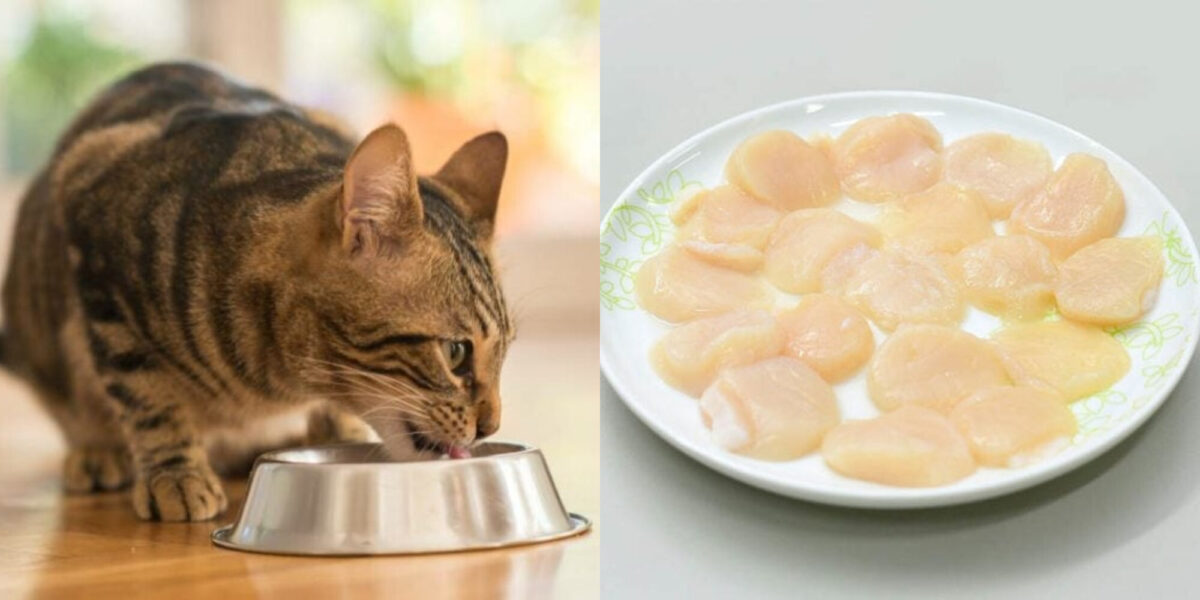 Μπορούν οι γάτες να φάνε χτένια; Πληροφορίες ασφαλείας που έχουν αξιολογηθεί από κτηνίατρο
