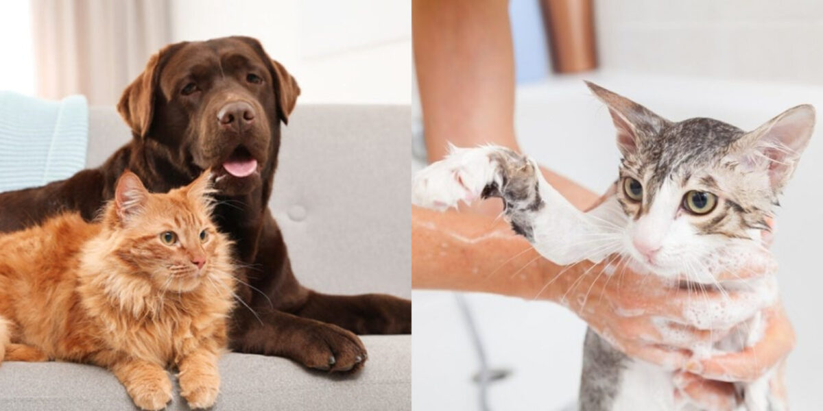 Μπορείτε να χρησιμοποιήσετε σαμπουάν σκύλων σε γάτες; Πληροφορίες τοξικότητας και ασφαλείς επιλογές