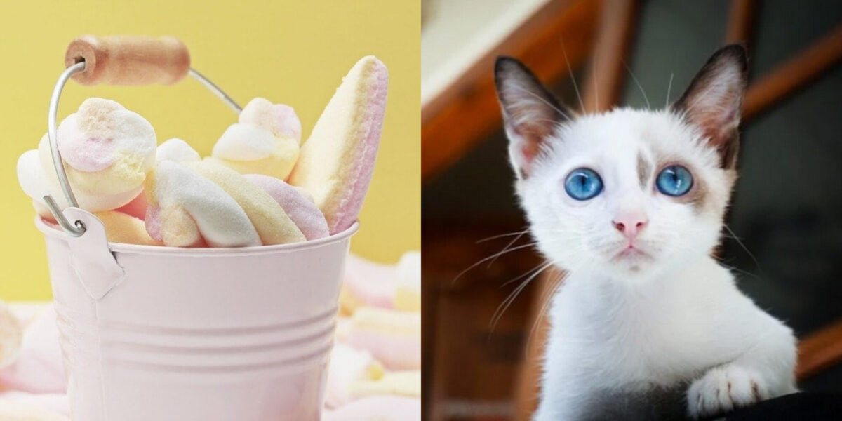 Μπορούν οι γάτες να φάνε ζαχαρωτά; Διατροφικά στοιχεία & Συχνές ερωτήσεις