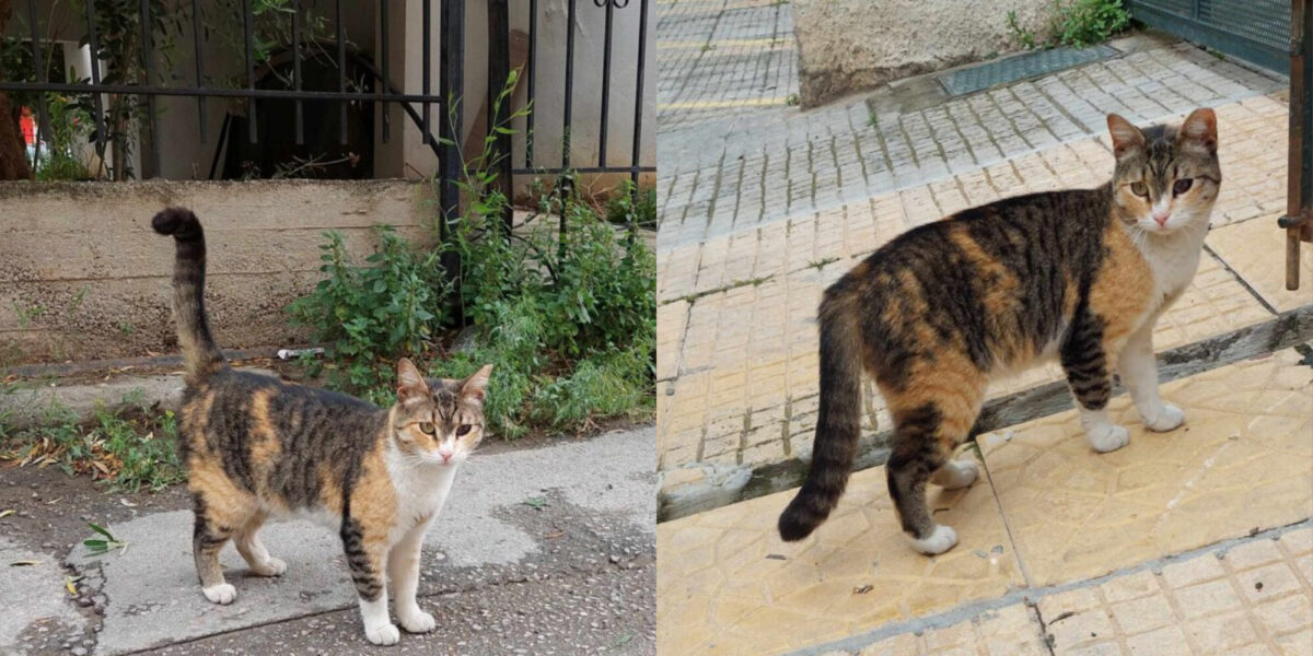 Εγκαταλελειμμένη γατούλα ψάχνει σπίτι: Ας βοηθήσουμε όλη για να την δοθεί μια δεύτερη ευκαιρία