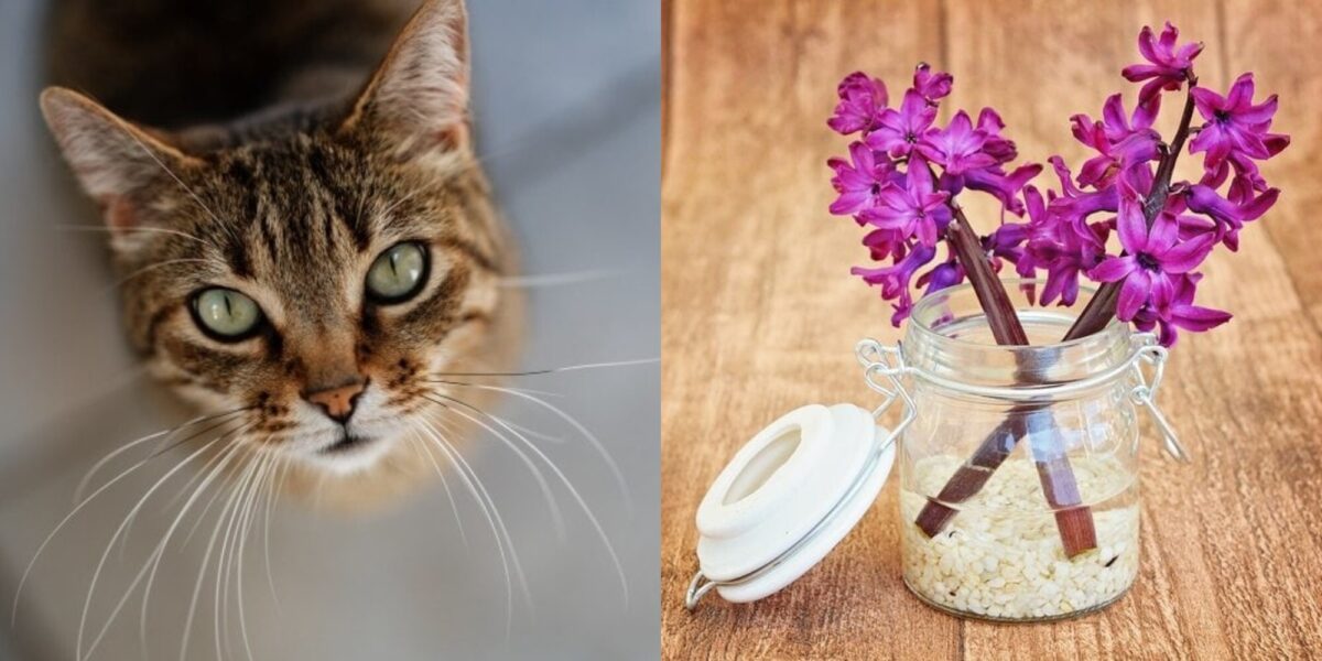 Είναι οι υάκινθοι δηλητηριώδεις για τις γάτες; Εγκεκριμένα από κτηνίατρο στοιχεία