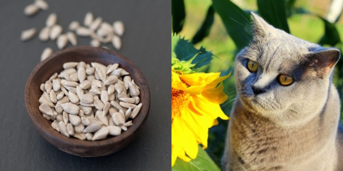 Μπορούν οι γάτες να τρώνε ηλιόσπορους; Διατροφικά στοιχεία & οδηγός ασφάλειας