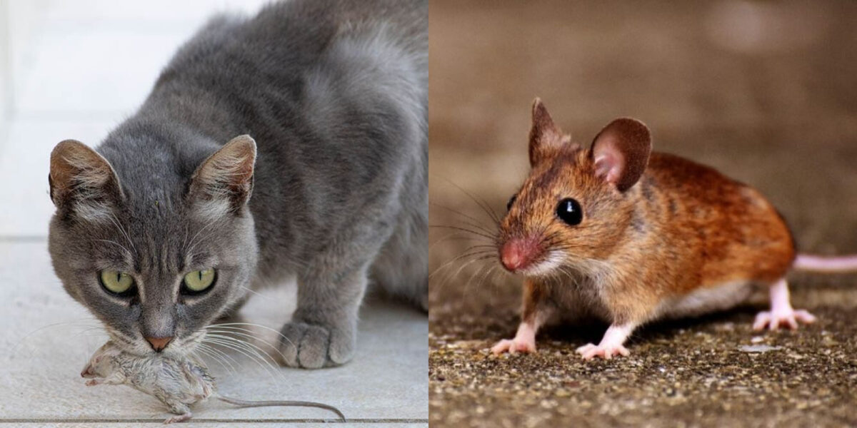 Μπορούν οι γάτες να φάνε ποντίκια; Πληροφορίες υγείας που έχουν αξιολογηθεί από κτηνίατρο