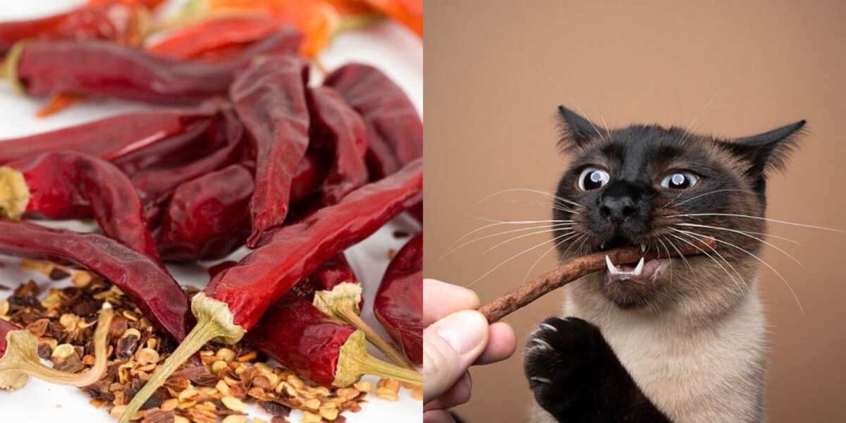Μπορούν οι γάτες να τρώνε πικάντικα τρόφιμα; Δεδομένα διατροφής και ασφάλειας που έχουν αξιολογηθεί από κτηνίατρο