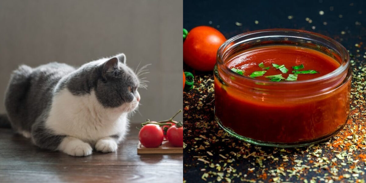Μπορούν οι γάτες να φάνε κέτσαπ; Διατροφικά στοιχεία σύμφωνα με κτηνίατρο