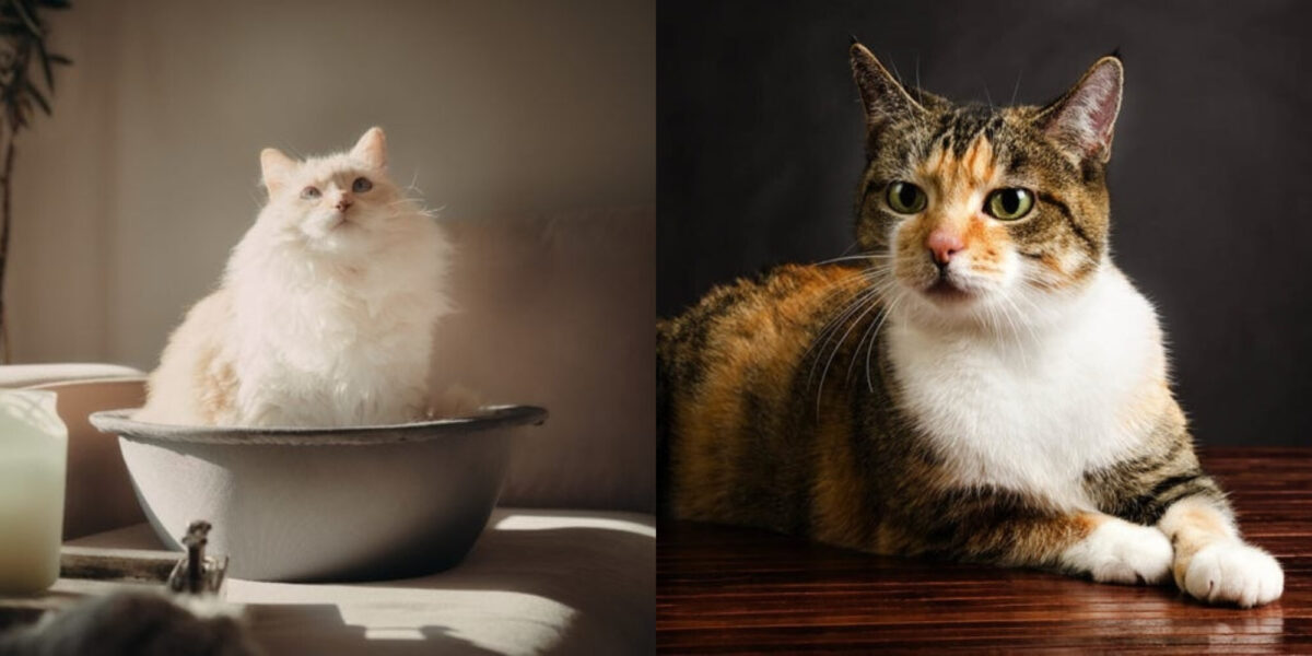 10 καλύτερες γάτες για συναισθηματική υποστήριξη (με εικόνες)