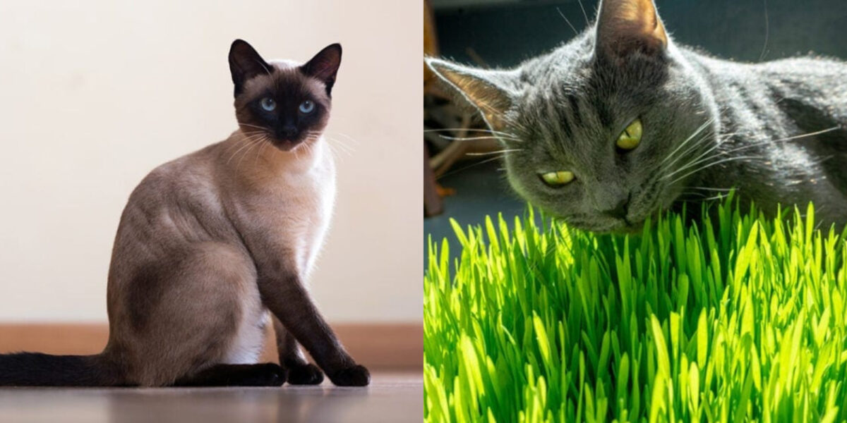 Μπορούν οι γάτες να φάνε λεμονόχορτο; Εγκεκριμένα από κτηνίατρο στοιχεία & Συχνές ερωτήσεις