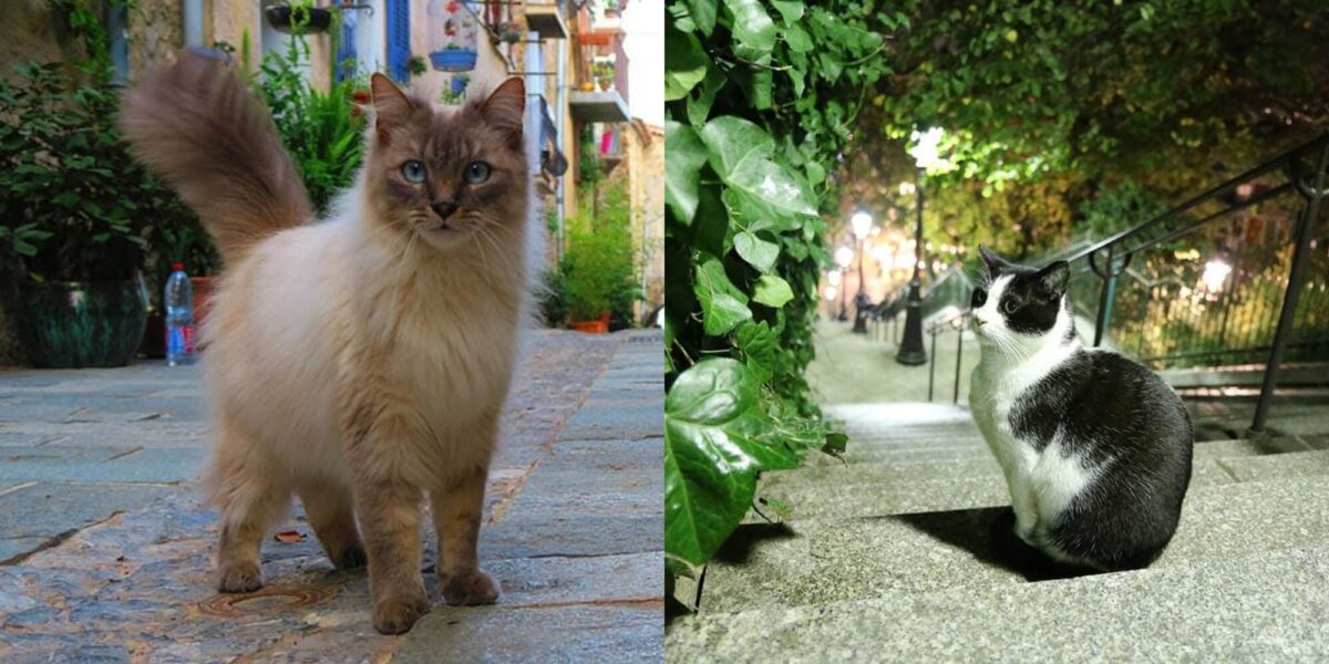 100+ Γαλλικά ονόματα για γάτες: Ιδέες ονοματοδοσίας για την εκλεπτυσμένη γάτα σας