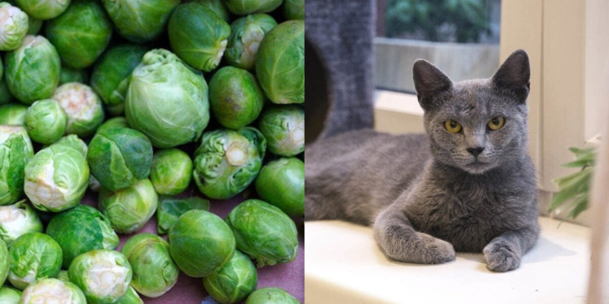 Μπορούν οι γάτες να φάνε λαχανάκια Βρυξελλών; Εγκεκριμένα στοιχεία διατροφής από κτηνίατρο