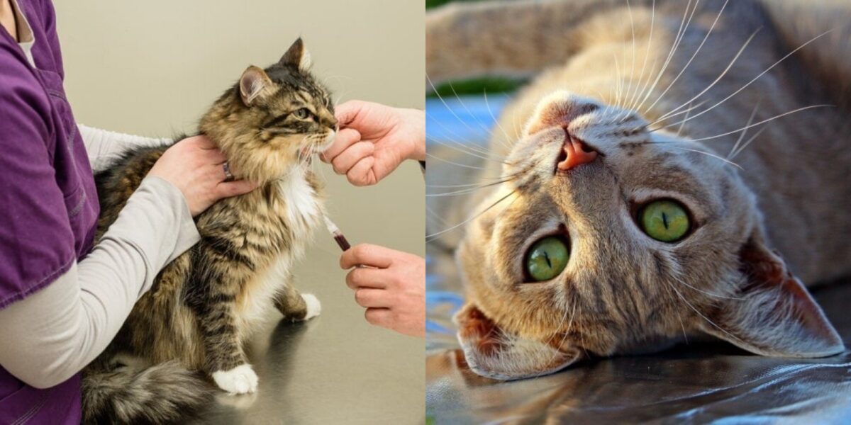 Έχουν οι γάτες περίοδο μετά τη στείρωση; Τι πρέπει να γνωρίζετε!