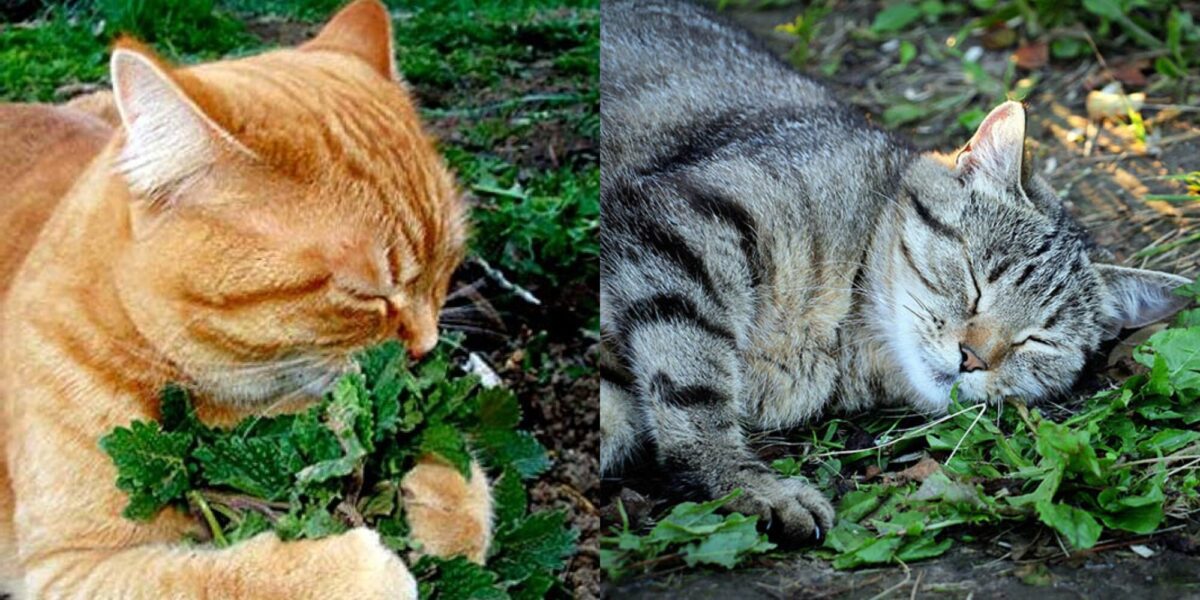 Μπορώ να δώσω στο γατάκι μου Catnip; Οδηγός & Συχνές Ερωτήσεις σύμφωνα με κτηνίατρο