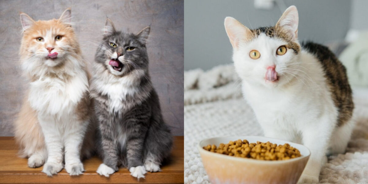 Μπορούν οι γάτες να φάνε Noodles; Τι πρέπει να γνωρίζετε!