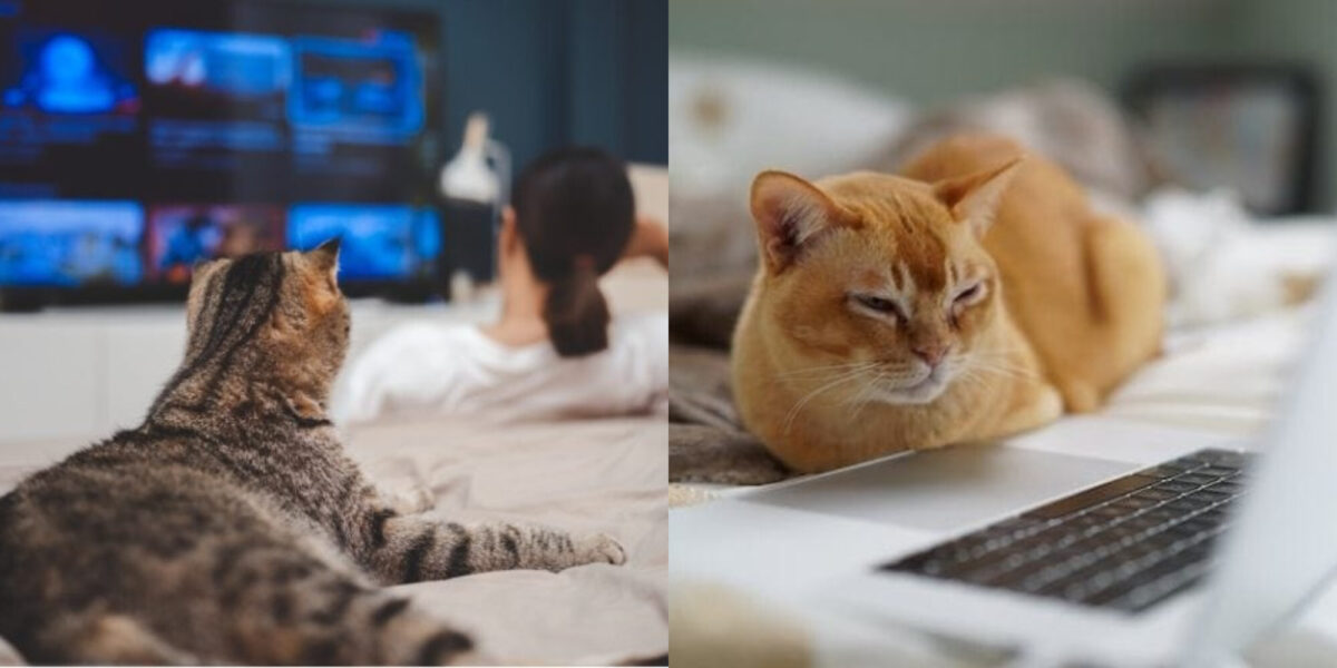 Γιατί οι γάτες βλέπουν τηλεόραση; Τι αποκαλύπτει η επιστήμη