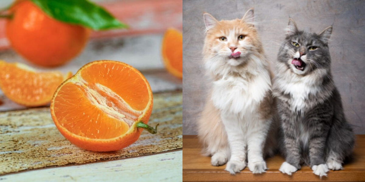 Μπορούν οι γάτες να φάνε μανταρίνια; Διατροφικά στοιχεία & οδηγός ασφάλειας