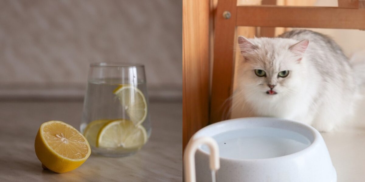 Μπορούν οι γάτες να πίνουν αλκαλικό νερό; Εγκεκριμένα από κτηνίατρο στοιχεία