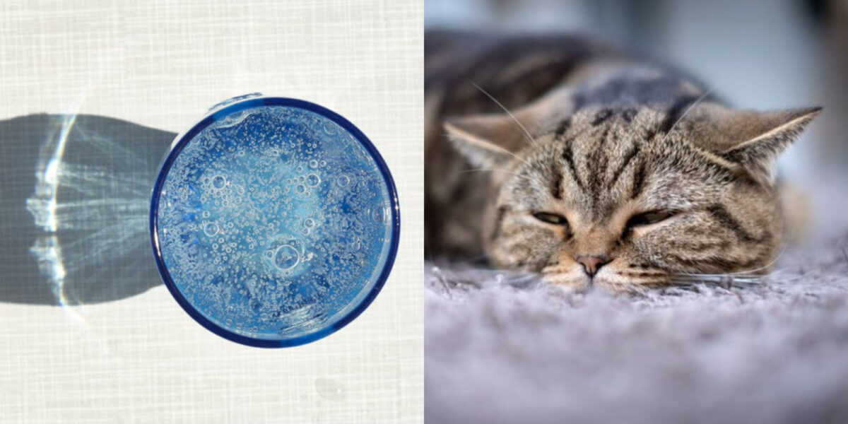 Μπορούν οι γάτες να πίνουν ανθρακούχο νερό; Πληροφορίες υγείας που έχουν αξιολογηθεί από κτηνίατρο