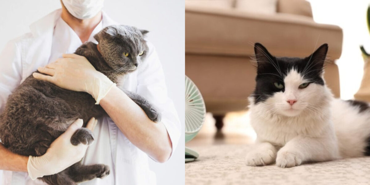 Μπορούν οι γάτες να πάθουν θερμοπληξία; Συμπτώματα & πώς να αντιδράσετε
