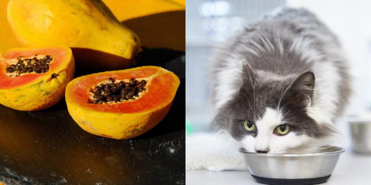 Μπορούν οι γάτες να φάνε παπάγια; Διατροφικά στοιχεία & Συχνές ερωτήσεις