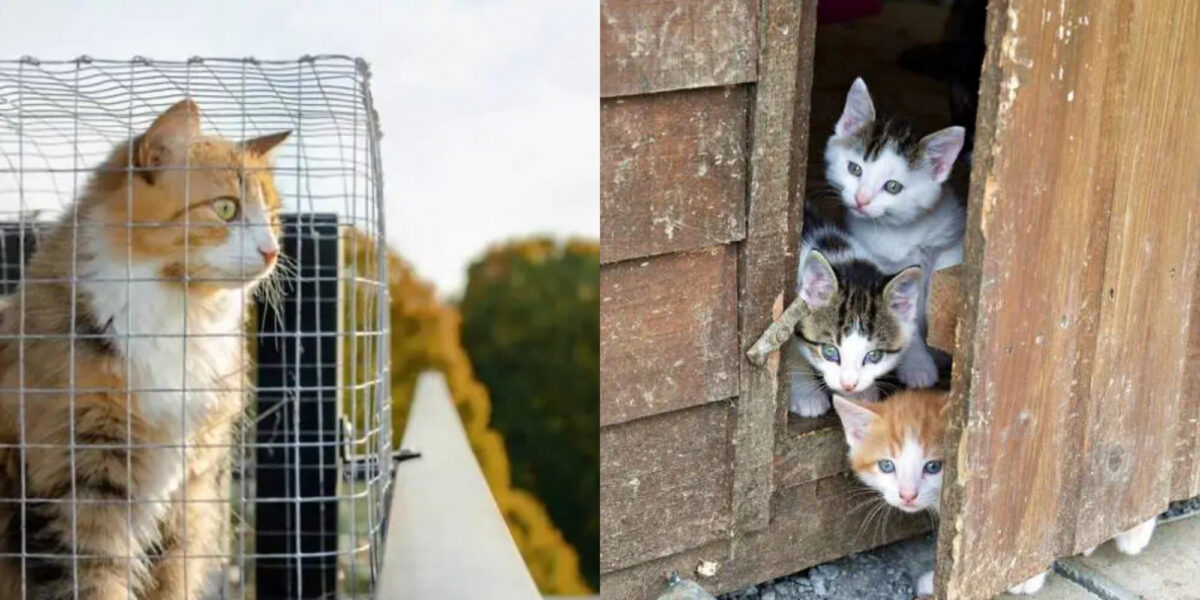 Τι είναι το Catio; Οφέλη, τύποι & Συχνές ερωτήσεις