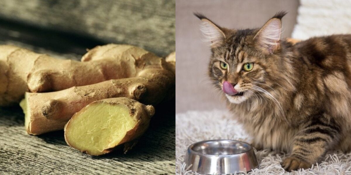 Μπορούν οι γάτες να φάνε τζίντζερ; Πιθανά οφέλη για την υγεία