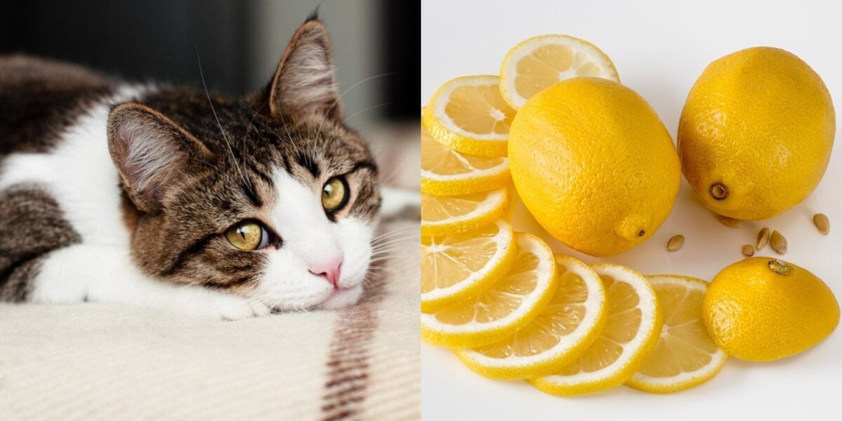 Μπορούν οι γάτες να φάνε λεμόνια; Εγκεκριμένα από κτηνίατρο στοιχεία ασφάλειας & Συχνές ερωτήσεις
