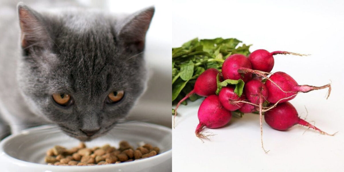 Μπορούν οι γάτες να φάνε ραπανάκια; Οδηγός υγείας και ασφάλειας από κτηνίατρο