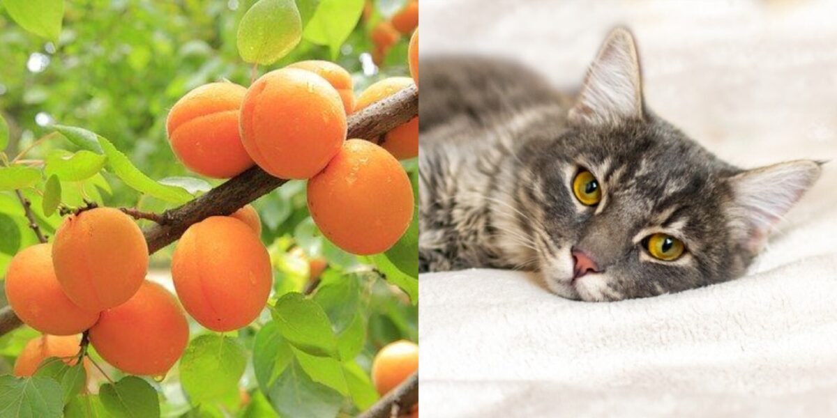 Μπορούν οι γάτες να φάνε βερίκοκα; Τι πρέπει να γνωρίζετε;