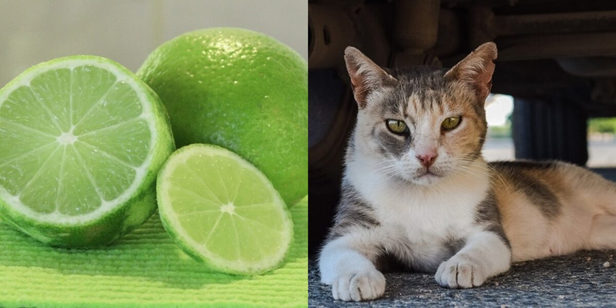 Μπορούν οι γάτες να φάνε λάιμ; Οδηγός υγείας και ασφάλειας εγκεκριμένος από κτηνίατρο