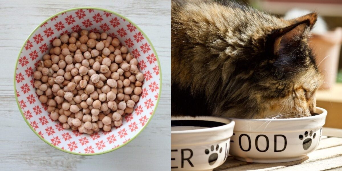 Μπορούν οι γάτες να φάνε ρεβίθια; Κτηνιατρικές πληροφορίες που πρέπει να γνωρίζετε