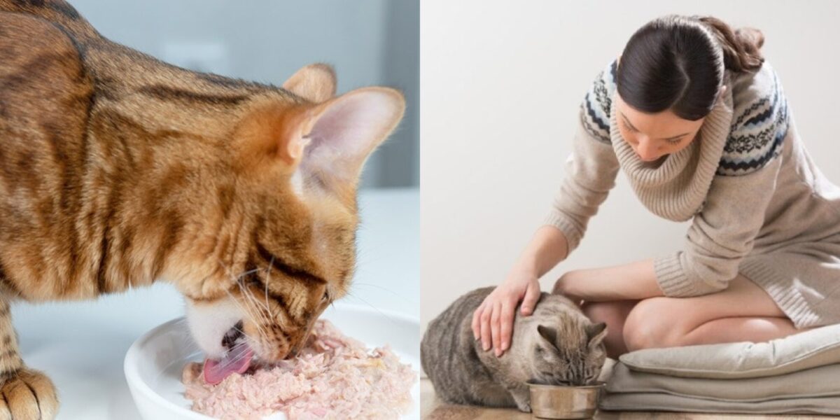 Πώς να αλλάξετε τη διατροφή της γάτα σας με με ωμή τροφή: 6 συμβουλές από κτηνίατρο