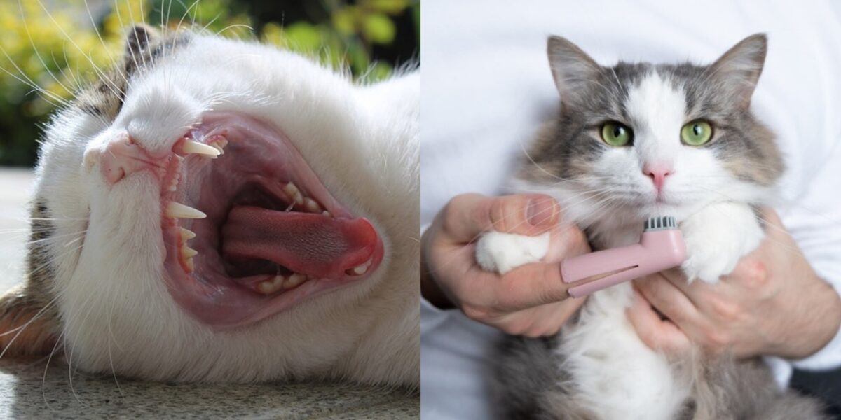 Τι να κάνω αν η γάτα μου φάει την οδοντόκρεμά μου; Κίνδυνοι & οδοντιατρική φροντίδα που έχουν εγκριθεί από κτηνίατρο