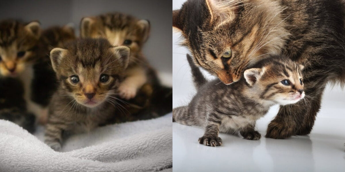 Πώς πειθαρχούν οι μητέρες γάτες τα γατάκια τους; Πληροφορίες & Συχνές Ερωτήσεις που έχουν αξιολογηθεί από κτηνίατρο
