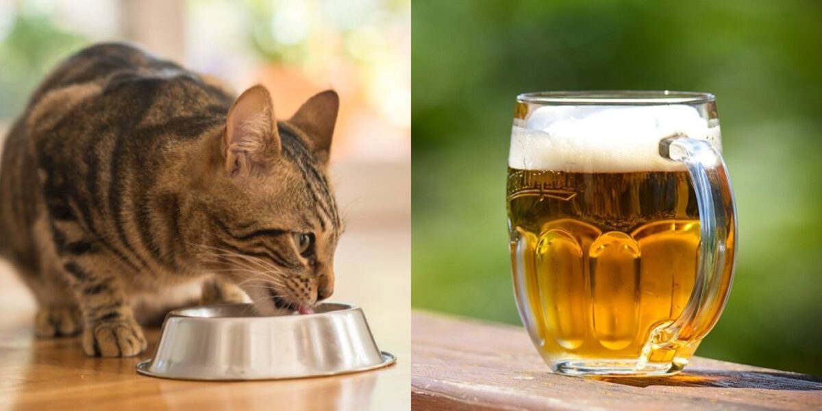 Μπορούν οι γάτες να πίνουν μπύρα; Οδηγός ασφάλειας εγκεκριμένος από κτηνίατρο