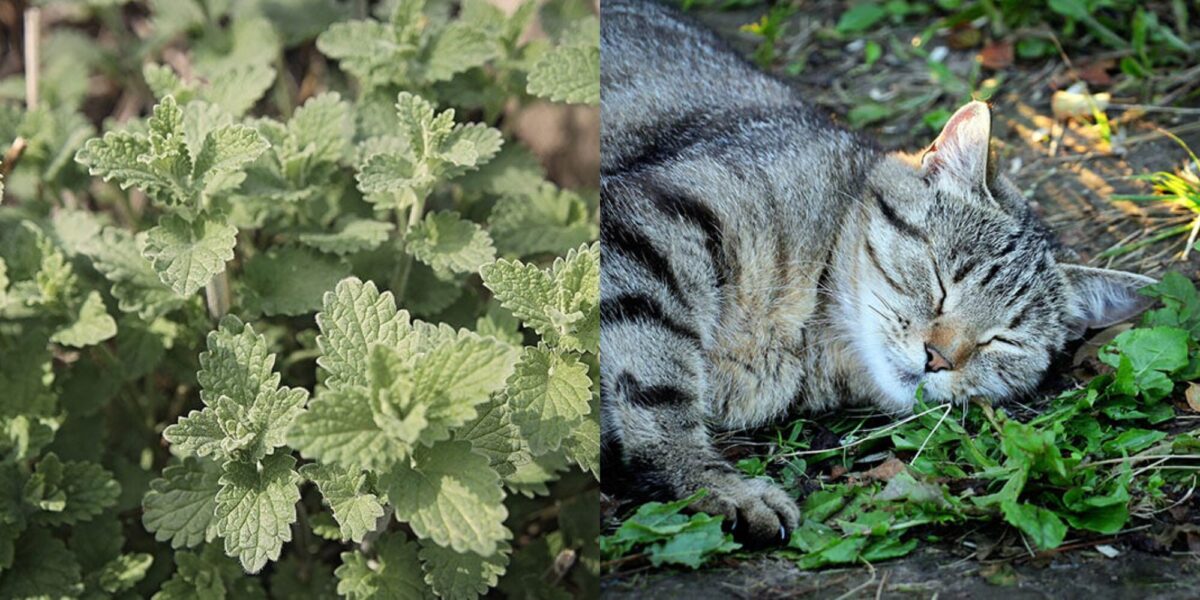 Μπορώ να δώσω στην έγκυο γάτα μου Catnip; Πληροφορίες που έχουν αξιολογηθεί από κτηνίατρο