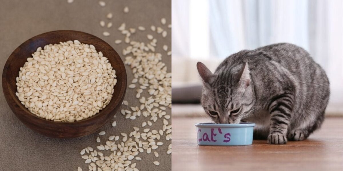 Μπορούν οι γάτες να φάνε σπόρους σησαμιού; Πιθανά οφέλη για την υγεία