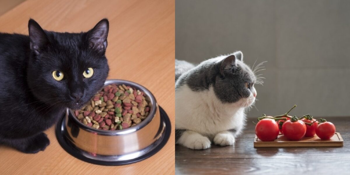 Μπορούν οι γάτες να φάνε σάλτσα ζυμαρικών; Διατροφικά στοιχεία & Συχνές ερωτήσεις